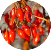 Berberine