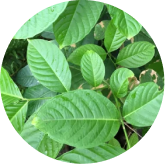 Corosolic acid