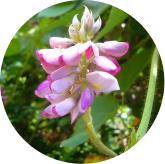 Kudzu flower